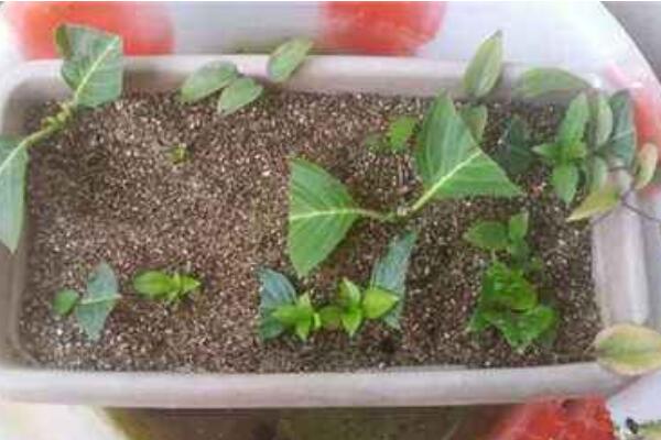 繡球花扦插方法圖解，詳解繡球花扦插繁殖步驟