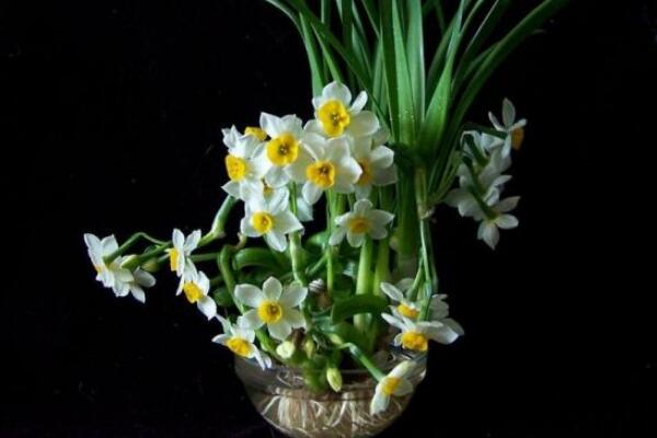 水仙什么時候開花，冬天開花，養(yǎng)護得當(dāng)可延長花期