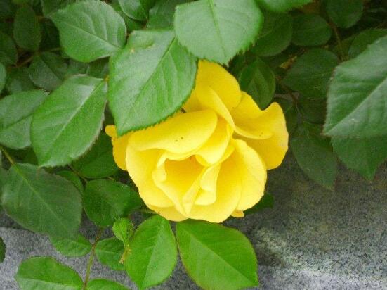 野薔薇花，野薔薇花特點(diǎn)