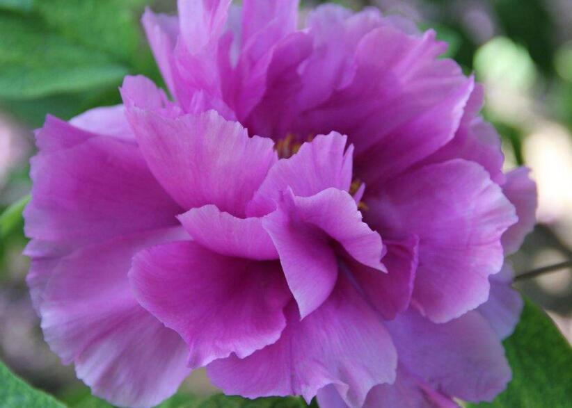 牡丹花送人意義，不同顏色的花有著不同的寓意