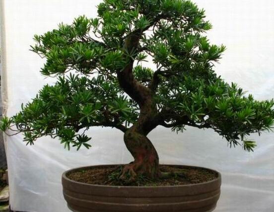 羅漢松盆景養(yǎng)護方法，老農(nóng)總結(jié)五大最實際有效方法