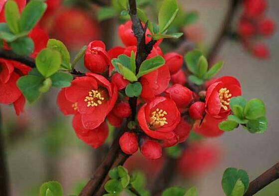 海棠花怎么澆水，海棠花澆水方法