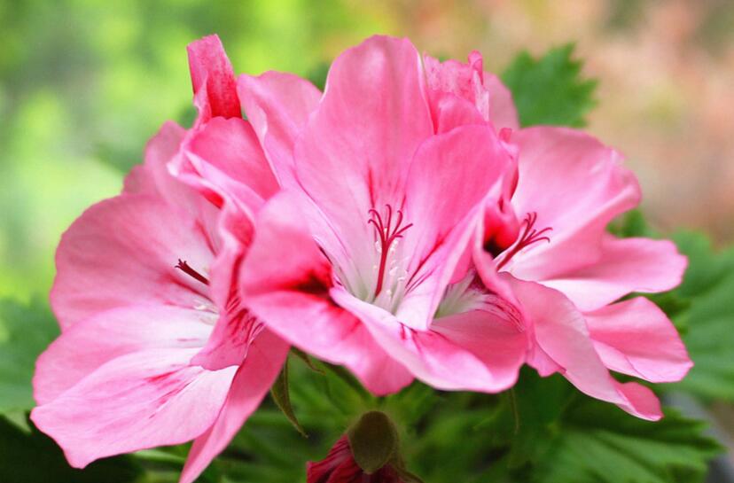 天竺葵的扦插方法，合理的選擇插條最重要