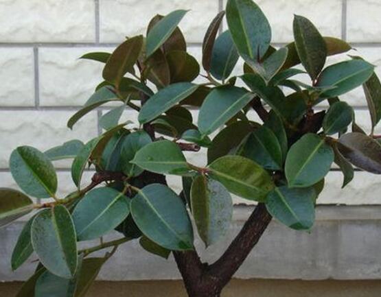 橡皮樹怎么養(yǎng)，牢記七個步驟就可養(yǎng)好