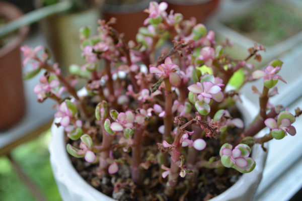 金枝玉葉葉子怎么變粉，光照充足/增加溫差/通風(fēng)追肥