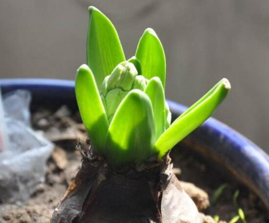 風(fēng)信子葉子發(fā)黃怎么辦，教你五種緊急處理方法