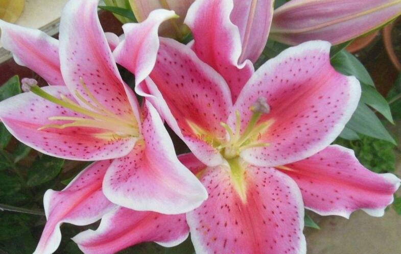 百合花的花語和寓意，不同顏色的寓意和花語都不同