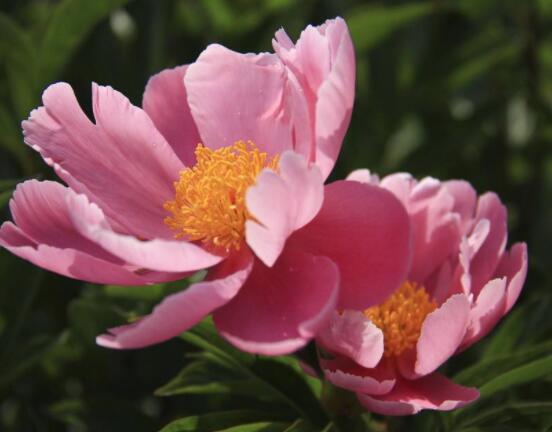 芍藥花如何養(yǎng)護(hù)，教你最重要五個(gè)養(yǎng)殖技巧(花枝艷麗)