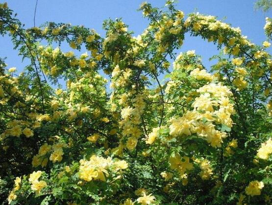 玫瑰月季薔薇花怎么區(qū)別，玫瑰月季薔薇花三種區(qū)別方法