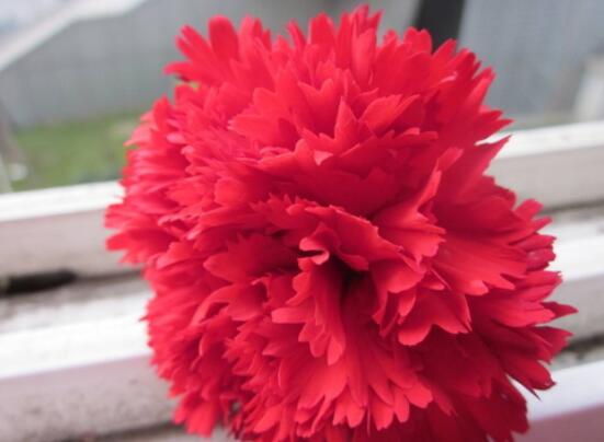 送康乃馨代表什么意思，代表著對(duì)母親深深的愛(ài)