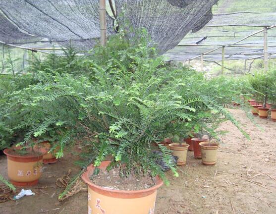 紅豆杉可以種庭院嗎，可以/幸福安康，家庭和睦