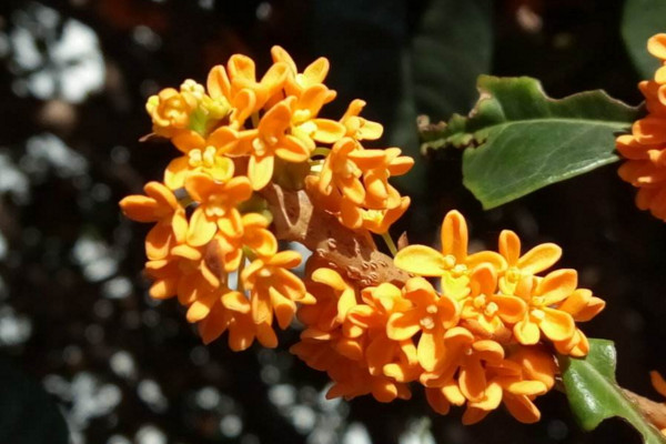 桂花樹怎么養(yǎng)才長得好，每天要保證6~8小時(shí)光照