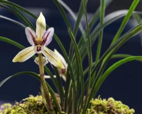 蘭花澆水方法，不同環(huán)境不同澆水量(光照溫度)