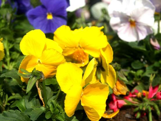 天竺葵怎么修剪，天竺葵修剪方法