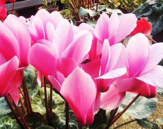 仙客來花語及寓意，不同顏色仙客來花語含義