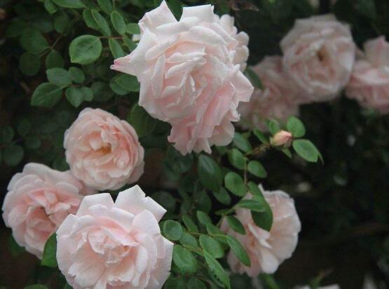 薔薇花什么時候種植，薔薇花幾月種植