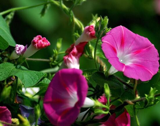 打碗花與牽牛花的區(qū)別，教你三種區(qū)別方法(株型/生長(zhǎng)習(xí)性/價(jià)值)