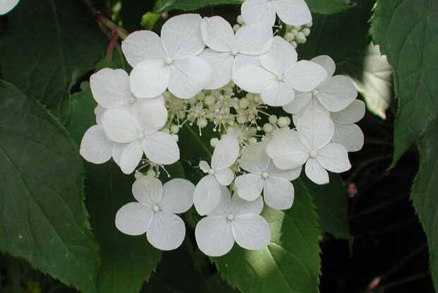 繡球花有多少品種，最珍貴的5種花型