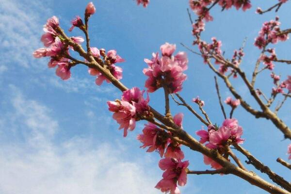 櫻花扦插圖解，5步即可完成櫻花的扦插