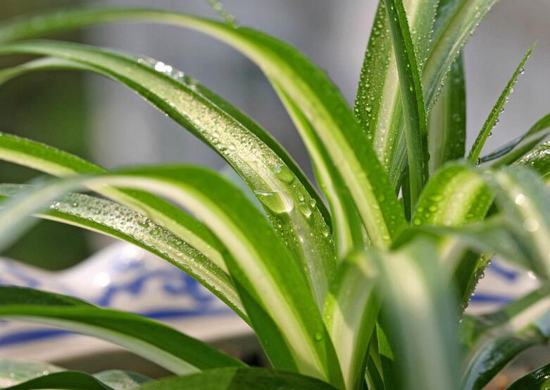 金魚吊蘭的品種，5種常見的品種欣賞