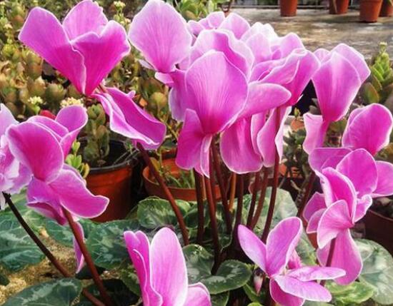 仙客來的花語是什么，仙客來適合送給什么人