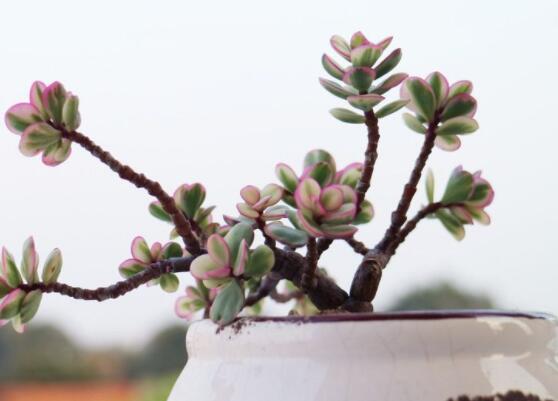 雅樂(lè)之舞怎么修剪，流枝修剪最為簡(jiǎn)單(應(yīng)用廣泛)