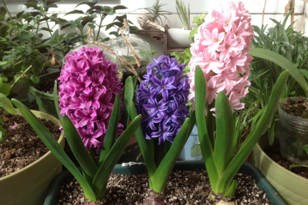 風(fēng)信子花謝后怎么處理，繼續(xù)栽培或冷藏保存種球