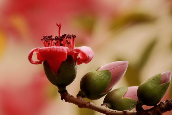 木棉花花語是什么，珍惜身邊的快樂和幸福