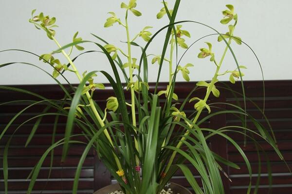 夏天蘭花幾天澆一次水，正常情況下每天都需要澆水