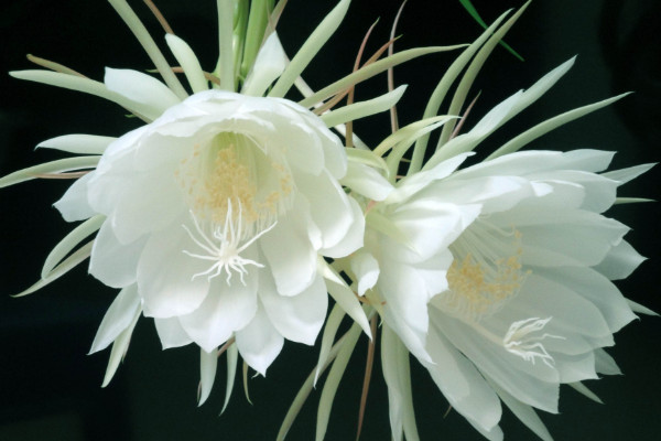 曇花如何養(yǎng)殖，土壤要富含腐殖質(zhì)營養(yǎng)