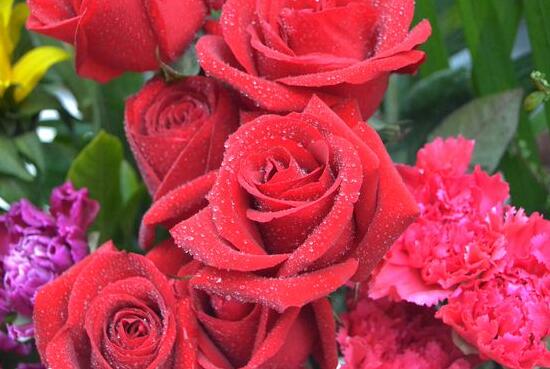 月季和玫瑰的區(qū)別，最直觀的三種分辨方法