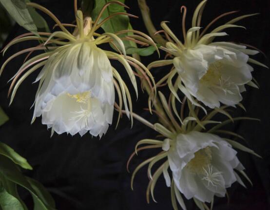 曇花怎么修剪，以輕剪與中剪為主(忌重剪)