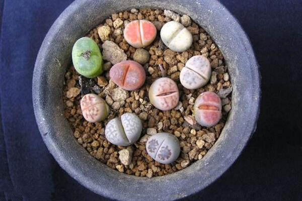 生石花種下后怎么澆水，不要立即澆水容易造成感染