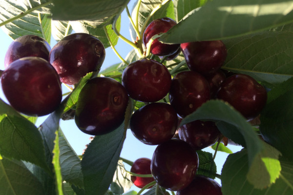 盆栽車厘子種植技術(shù)，品種和土壤的選擇非常重要