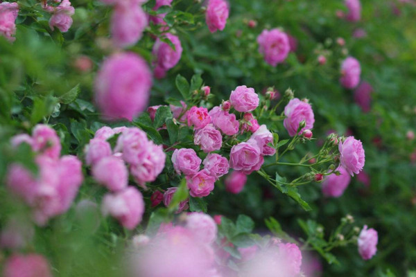 薔薇有刺和沒刺的區(qū)別