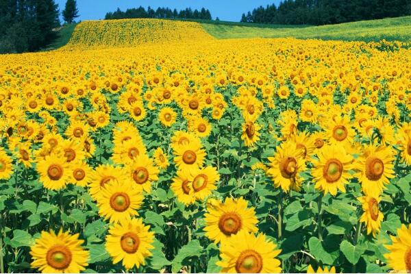 如何種向日葵，向日葵的播種方法詳解