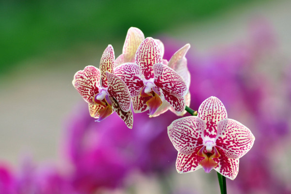 蝴蝶蘭花謝后怎么處理，及時修剪/換土換盆/補充肥料