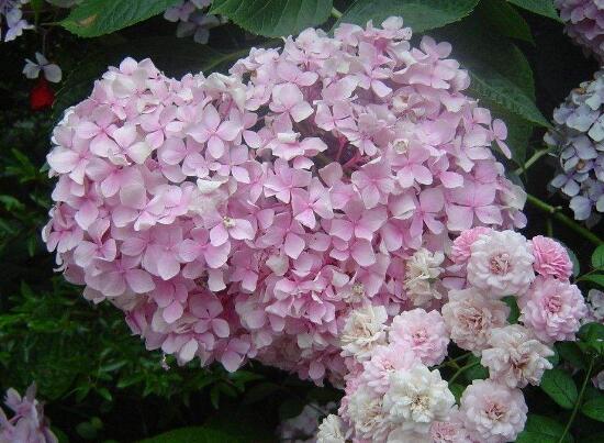 繡球花有哪些品種，繡球花品種圖片大全