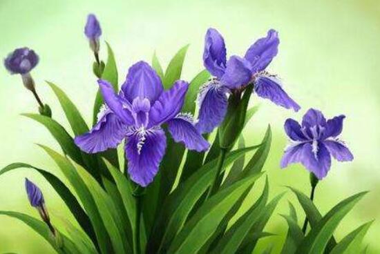 水色風(fēng)信子的養(yǎng)殖方法，老農(nóng)教你八大基本養(yǎng)殖方法