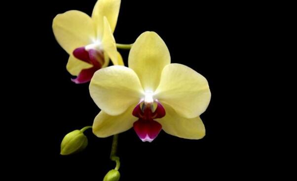 蝴蝶蘭冬季怎么澆水，一星期澆水一次即可