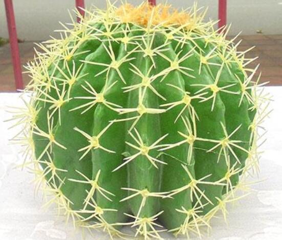 仙人球防輻射嗎，不能/只能防太陽紫外線(光學(xué)輻射)