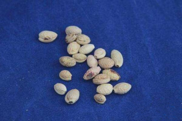 櫻花盆栽種植方法，每年的3-4月種植成活率最高