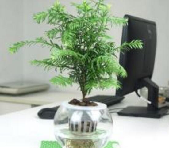 紅豆杉可以水培嗎，紅豆杉水培方法