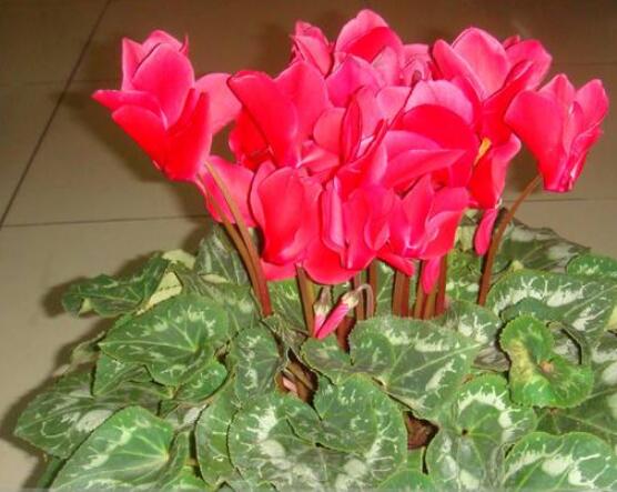 仙客來的葉子發(fā)黃怎么辦，教你四種原因以及解決辦法