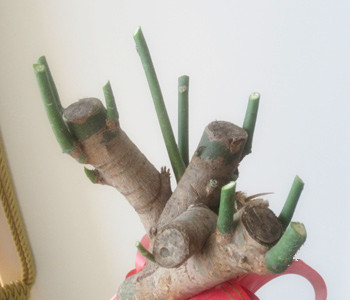 發(fā)財(cái)樹怎么修剪，發(fā)財(cái)樹的修剪方法圖