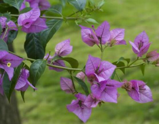 三角梅如何控水，做到不干不澆、澆則澆透原則