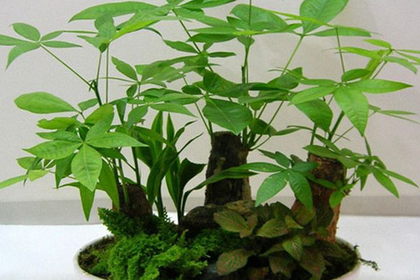 發(fā)財(cái)樹皮腐爛怎么救，停止?jié)菜舻魻€根