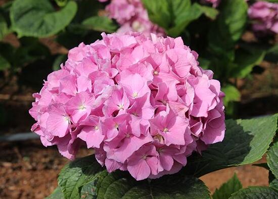 繡球為什么老是蔫葉子，四種原因以及解決辦法