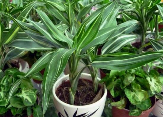 富貴竹的種類有哪些，盆栽富貴竹圖片大全