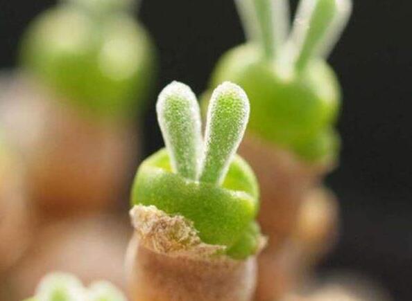 碧光環(huán)多肉怎么種，播種時(shí)間要選對(duì)